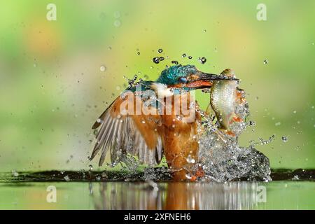 Kingfisher (Alcedo atthis) mâle, après la plongée, décoller de l'eau avec les poissons, un gardon (Rutilus rutilus) Lorraine, France, Août Banque D'Images