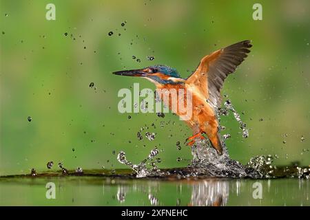 Kingfisher (Alcedo atthis) décollant de l'eau après avoir plongé pour proie, Lorraine, France. Banque D'Images