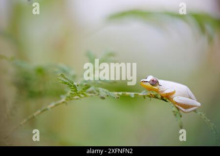 Forêts tropicales de grenouille à roseaux (Heterixalus punctatus) de l'Atsinanana, site du patrimoine mondial de l'UNESCO, Parc national de Marojejy, Madagascar, novembre Banque D'Images