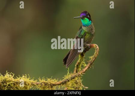 Magnifique colibri (Eugenes fulgens) mâle, chaîne de Talamanca, réserves de Talamanca Range-la Amistad / Parc national de la Amistad site du patrimoine mondial naturel de l'UNESCO, Costa Rica. Banque D'Images