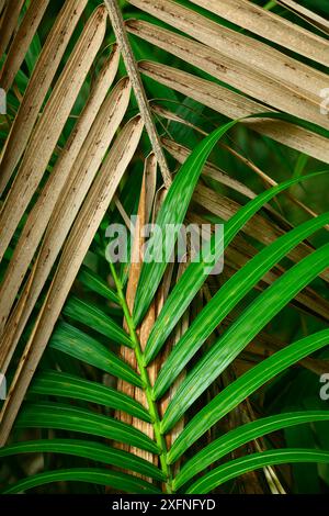 Palmier de chaume ou frondes de palmier de Kentia (Howea forsteriana) à Mount Lidgbird, île de Lord Howe, site du patrimoine mondial naturel de l'UNESCO de Lord Howe Island, Australie Banque D'Images