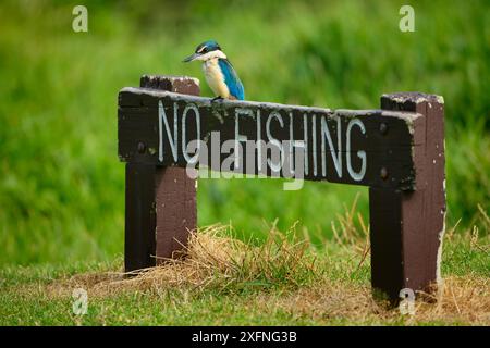 Roi pêcheur sacré (Todiramphus sanctus ou Halcyon sancta) perché dans un panneau No Fishing à Neds Beach, Lord Howe Island, Lord Howe Island, site du patrimoine mondial naturel de l'UNESCO, Nouvelle-Galles du Sud, Australie Banque D'Images