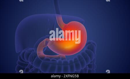 Concept médical de l'anatomie de l'estomac humain Banque D'Images