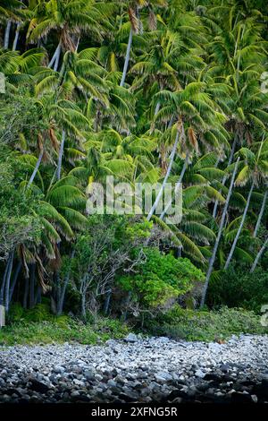 Palmiers Kentia (Howea forsteriana) le long de la côte de Little Island, île Lord Howe, site du patrimoine mondial naturel de l'UNESCO du groupe de l'île Lord Howe, Nouvelle-Galles du Sud, Australie Banque D'Images
