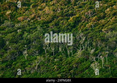 Forêt côtière sur les pentes de Malabar Hill, île de Lord Howe, site du patrimoine mondial naturel de l'UNESCO du groupe de Lord Howe Island, Nouvelle-Galles du Sud, Australie, octobre 2012. Banque D'Images