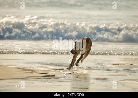 Dingo (Canis lupus dingo) mâle courant sur la plage. Fraser Island, site classé au patrimoine mondial de l'UNESCO. Queensland, Australie, novembre. Banque D'Images