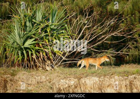 Dingo (Canis lupus dingo) mâle et pandanos sur la plage, Fraser Island site du patrimoine mondial de l'UNESCO. Queensland, Australie, novembre. Banque D'Images