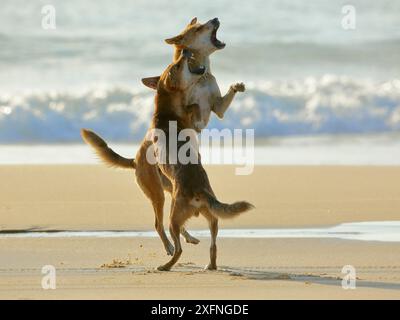 Dingo (Canis lupus dingo) combats sur une plage. L'île de Fraser UNESCO World Heritage Site. Queensland, Australie, novembre. Banque D'Images