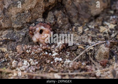 Tangage du tube sur un pin créé par un coléoptère du pin. Preuve solide que cet arbre pourrait être infecté. Banque D'Images