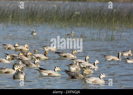 Oies à tête barrée (Anser indicus) oiseaux migrateurs hivernaux, baignade, parc national Keoladeo / Bharatpur site du patrimoine mondial de l'UNESCO, Inde Banque D'Images