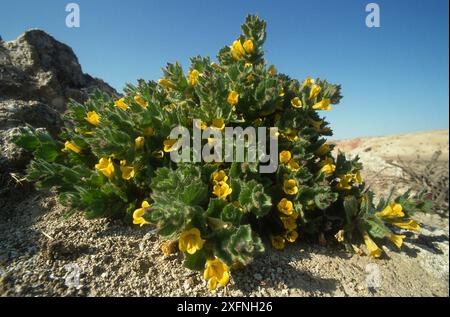 Fleurs sur la plaine du Kugitang. Turkménistan, 1990. Petit repro seulement. Banque D'Images