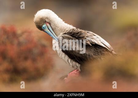 Le butin aux pieds rouges (Sula sula) se prélasse sur l'île de San Cristobal, aux Galapagos. Banque D'Images