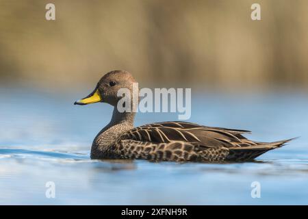 pintail à bec jaune (Anas georgica) sur un petit lac, Salisbury Plains, Géorgie du Sud. Banque D'Images