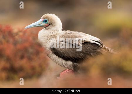 Le butin aux pieds rouges (Sula sula) se prélasse sur l'île de San Cristobal, aux Galapagos. Banque D'Images