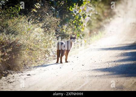 Caracal (Felis Caracal) sur la route à fynbos, Garden route National Park, Western Cape Province, Afrique du Sud. Banque D'Images