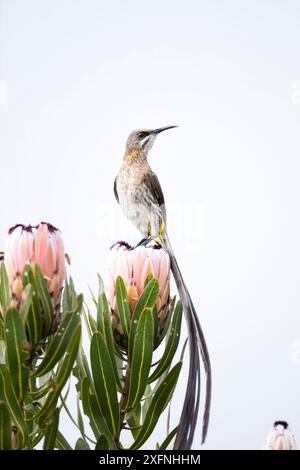 Cape Sugarbird (Promerops cafer) mâle perché sur la fleur protéa, fynbos, col Montagu, Western Cape, Afrique du Sud. Banque D'Images