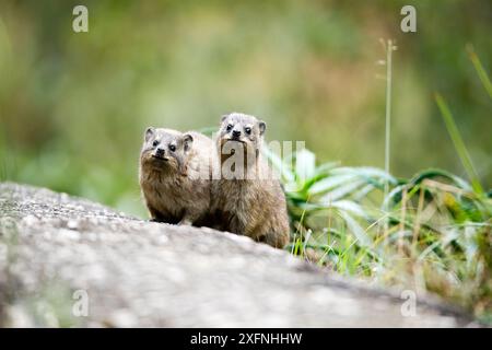 Hyrax rocheux (Procavia capensis) deux sur roche, col de Montagu, Cap occidental, Afrique du Sud. Banque D'Images