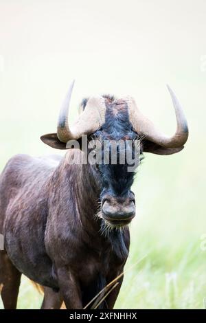 Portrait de gnous noir (Connochaetus gnou), réserve naturelle de Rietvlei, province du Gauteng, Afrique du Sud. Banque D'Images