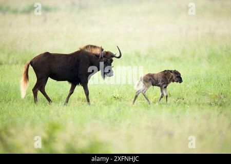 Gnous noir (Connochaetus gnou) adulte avec jeune, réserve naturelle de Rietvlei, province du Gauteng, Afrique du Sud. Banque D'Images