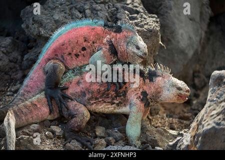 Iguane marin (Amblyrhynchus cristatus), mâles luttant pour le territoire de reproduction île Floreana, Galapagos. Banque D'Images