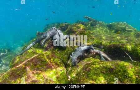 Iguanes marins (Amblyrhynchus cristatus) se nourrissant sous l'eau, pâturant d'algues, île Fernandina, Galapagos. Banque D'Images