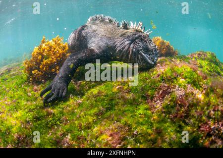 Iguane marin (Amblyrhynchus cristatus) se nourrissant sous l'eau, pâturant sur les algues, île Fernandina, Galapagos. Banque D'Images