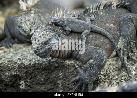 Iguane marin (Amblyrhynchus cristatus), adulte avec bébé, île Fernandina, Galapagos. Banque D'Images