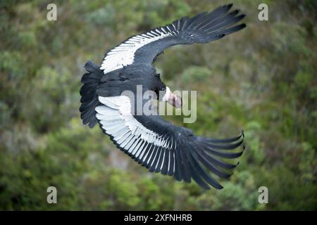Condor andin (Vultur gryphus), homme, réserve d'Antisanilla, Équateur Banque D'Images