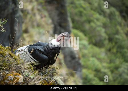 Condor andin (Vultur gryphus), mâle, réserve Antisanilla, Équateur Banque D'Images