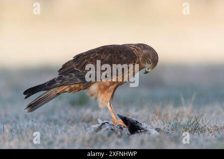 Marais harrier (Circus approximans) perché sur une proie. Lac Ellesmere, Canterbury, Nouvelle-Zélande. Août. Banque D'Images