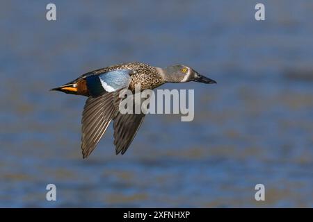 Pelleteuse australasienne mâle (Anas rhynchotis) en vol au-dessus de l'eau. Lac Forsyth, péninsule de Banks, Christchurch, Nouvelle-Zélande. Juillet. Banque D'Images