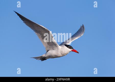 Terne Caspienne (Sterna caspia) en vol. Lac Forsyth, péninsule de Banks, Canterbury, Nouvelle-Zélande. Août. Banque D'Images