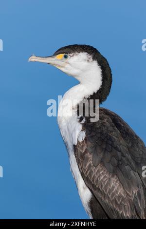 Portrait pied shag/cormoran (Phalacrocorax varius). Ashley River, Canterbury, Nouvelle-Zélande. Juillet. Banque D'Images