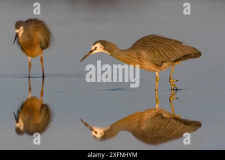 Deux hérons à face blanche (Egretta novaehollandiae) pataugant dans des eaux peu profondes en se nourrissant, avec réflexion. Christchurch, Nouvelle-Zélande. Juillet. Banque D'Images