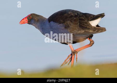 Pukeko (Porphyrio porphyrio) à la recherche de nourriture le long du bord du lac. Christchurch, Nouvelle-Zélande, juillet Banque D'Images