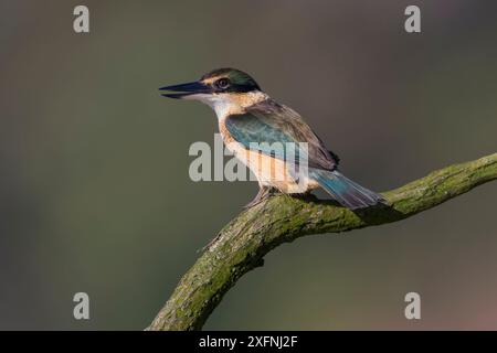 Nouvelle-Zélande ou Martin-pêcheur sacré (Todiramphus sanctus) perché sur du bois flotté couvert de mousse. Péninsule de Banks, Île du Sud, Nouvelle-Zélande. Juin. Banque D'Images