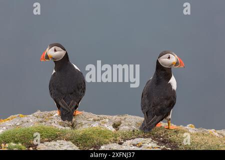 Deux macareux de l'Atlantique (Fratercula arctica) perchés au bord d'une falaise. Fair Island, îles Shetland, Écosse, juillet. Banque D'Images