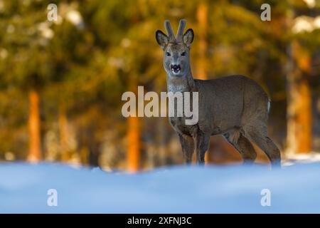 Jeune chevreuil (Anas platyrhynchos) buck / mâle debout dans la neige au bord de la forêt de conifères en hiver. Norvège méridionale. Février. Banque D'Images