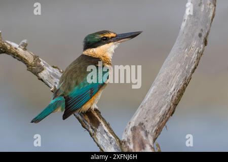 Nouvelle-Zélande ou Martin-pêcheur sacré (Todiramphus sanctus) perché bois flotté. Péninsule de Banks, Île du Sud, Nouvelle-Zélande. Juin. Banque D'Images