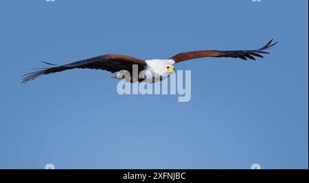 Parc national de Chobe (Haliaeetus vocifer), Botswana, juin. Banque D'Images