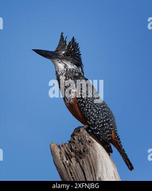 kingfisher géant (Ceryle maxima) juvénile mâle, parc national de Chobe, Botswana, juin. Banque D'Images