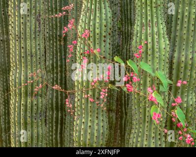 Cactus pour tuyaux d'orgue (Stenocereus thurberi) avec fleurs de couronne de Reine (Antigonon leptopus), drainage du Rio Mayo, Sonora, Mexique. Banque D'Images