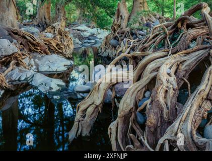 Forêt à feuilles caduques avec Sabinos (Taxodium mucrunatum) aux racines enchevêtrées, rive du Rio Cuchujaqui Sierra Alamos, Mexique. Banque D'Images