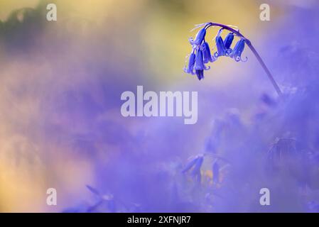 Bluebell (Hyacinthoides non-scripta) Growing, Marsland Mouth, Devon Wildlife Trust, Devon, Royaume-Uni. Avril 2017. Banque D'Images