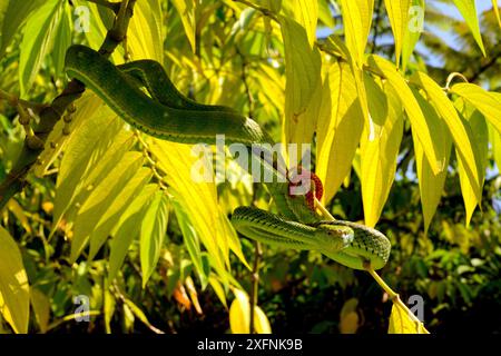 Hagen's Pit Viper (Trimeresurus hageni) dans l'arbre, à Sumatra. Banque D'Images