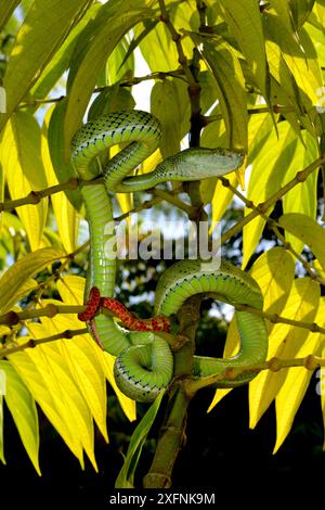 Hagen's Pit Viper (Trimeresurus hageni) dans l'arbre, à Sumatra. Banque D'Images