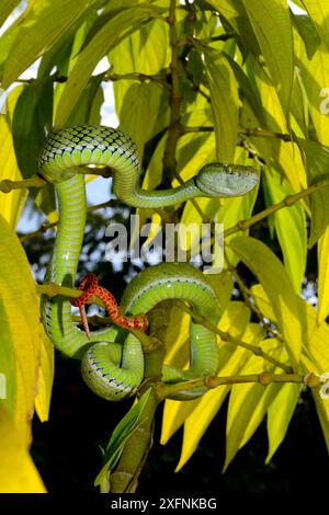 Hagen's Pit Viper (Trimeresurus hageni) dans l'arbre, à Sumatra. Banque D'Images