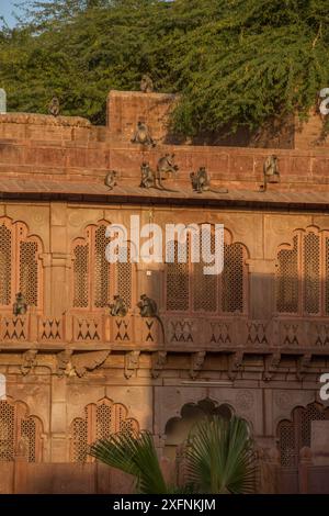 Langurs Hanuman (Semnopithecus entellus) assis sur les murs, jardin Mandore, Jodhpur, Inde. Mars 2015. Banque D'Images