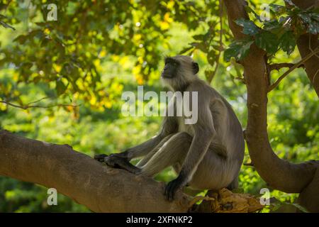 Langurs Hanuman (Semnopithecus entellus) assis sur la branche, jardin Mandore, Jodhpur, Inde. Banque D'Images