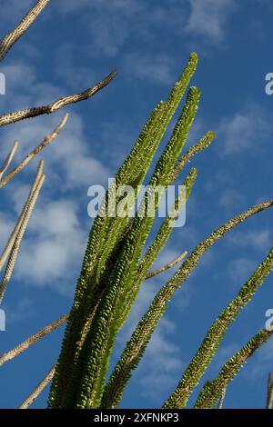 Arbre pieuvre (Didiera madagascariensis), Forêt épineuse, Bryanston, Madagascar Banque D'Images